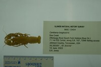 Cambarus longirostris image